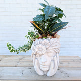 Botanica Plant Arrangement