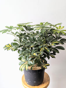 Umbrella Tree 'Gold Capella' (Schefflera arboricola 'Gold Capella') - 10" pot