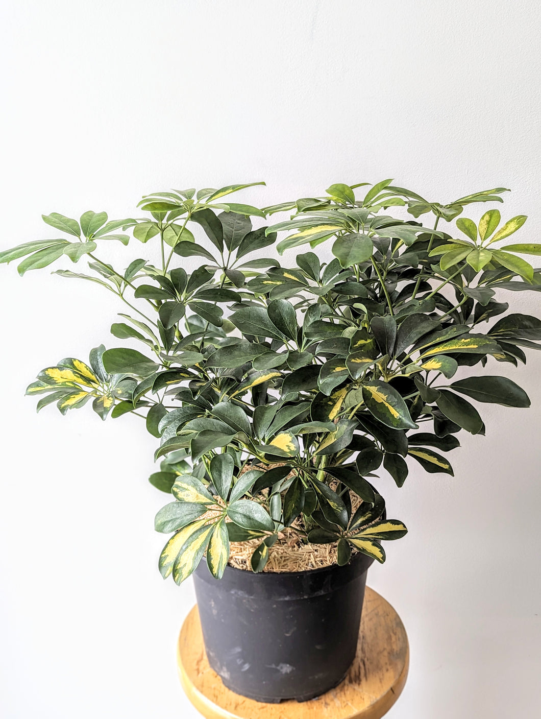 Umbrella Tree 'Gold Capella' (Schefflera arboricola 'Gold Capella') - 10