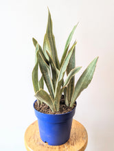 Load image into Gallery viewer, Sansevieria &#39;Sayuri&#39; - 6&quot; pot