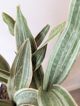Load image into Gallery viewer, Sansevieria &#39;Sayuri&#39; - 6&quot; pot