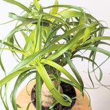 Ponytail Palm (Beaucarnea recurvata) - 6" pot