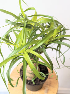 Ponytail Palm (Beaucarnea recurvata) - 6" pot