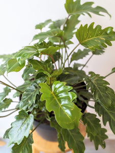 Thaumatophyllum Xanadu (Formerly Philodendron Xanadu) *BUSH* - 10" pot