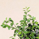 Lime (Citrus x aurantiifolia)