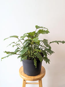 Thaumatophyllum Xanadu (Formerly Philodendron Xanadu) *BUSH* - 10" pot