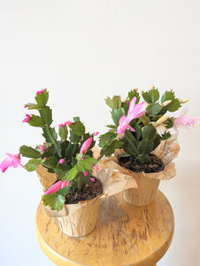 Christmas Cactus (Zygocactus)- 4" pot (Not blooming)