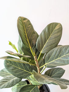 Ficus Audrey (Ficus benghalensis) - 10" pot
