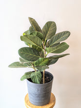 Load image into Gallery viewer, Ficus Audrey (Ficus benghalensis) - 10&quot; pot