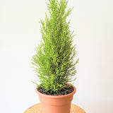 Lemon Cypress Tree - 6" pot