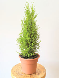 Lemon Cypress Tree - 6" pot