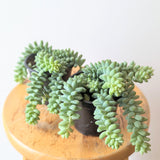 Burro's Tail (Sedum morganianum) - 4" pot