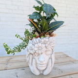 Botanica Plant Arrangement