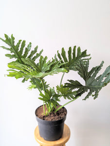 Thaumatophyllum Xanadu (Formerly Philodendron Xanadu) *MATURE* - 10" pot