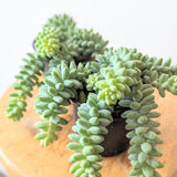 Burro's Tail (Sedum morganianum) - 4" pot