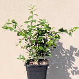 Lime (Citrus x aurantiifolia)