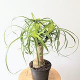 Ponytail Palm (Beaucarnea recurvata) - 6" pot