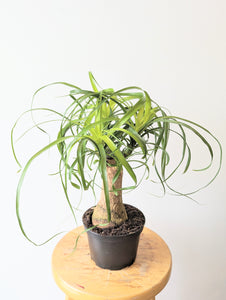 Ponytail Palm (Beaucarnea recurvata) - 6" pot