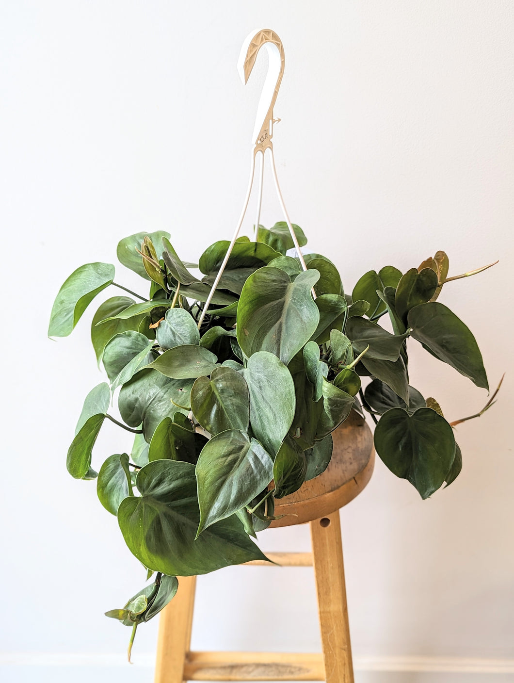 Heartleaf Philodendron (Philodendron hederaceum) - 6
