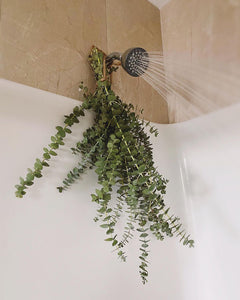 eucalyptus shower steamer