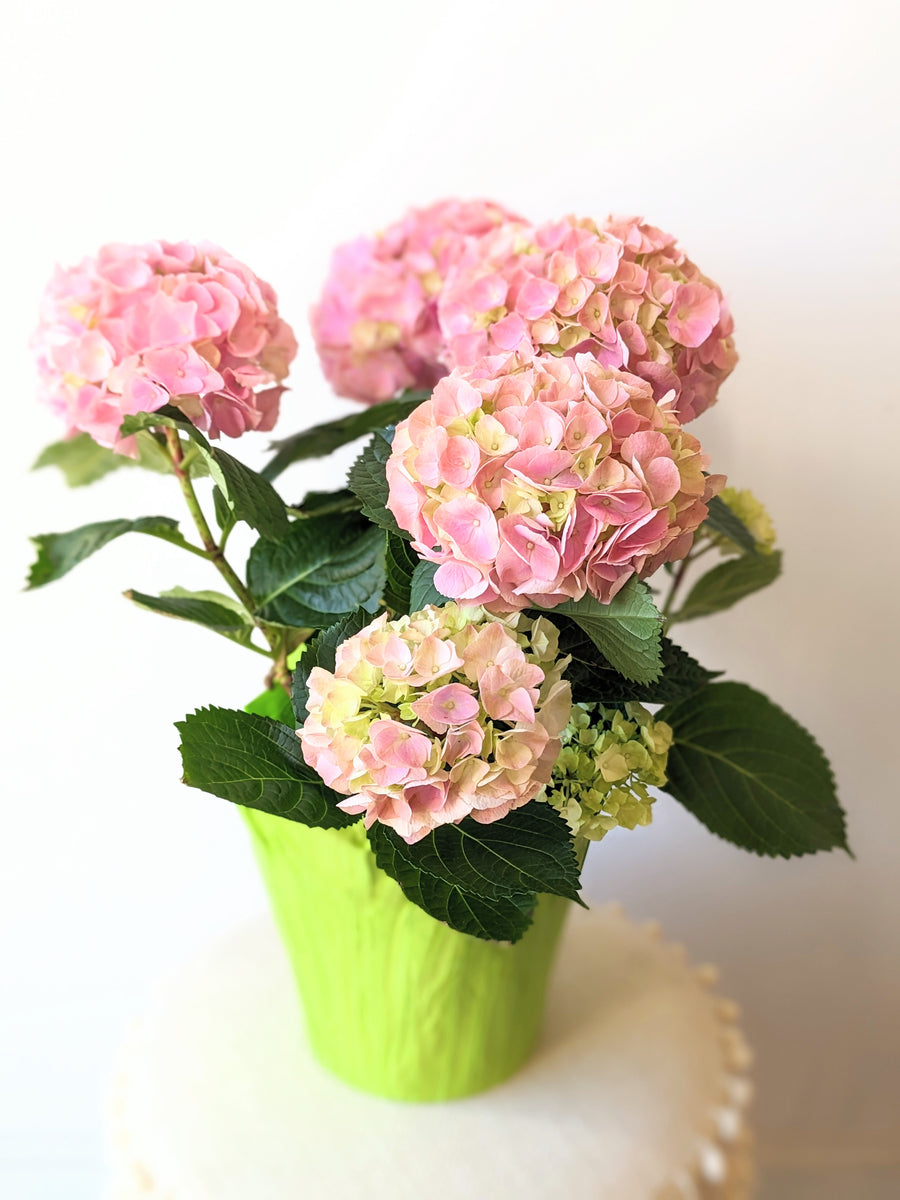 Hello Hydrangea – TwinFlower Studio