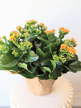 Load image into Gallery viewer, Kalanchoe Plant
