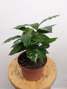 6" Coffee Plant (Coffea Arabica)